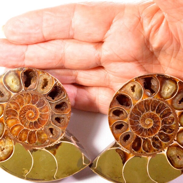 Fossil Ammonite Pair from Madagascar