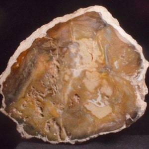 Colorful Polished Fossil Petrified Wood Limb Section.