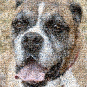 May include: A close-up mosaic image of a dog's face. The mosaic is made up of many smaller images of dogs, creating a textured and colorful effect.