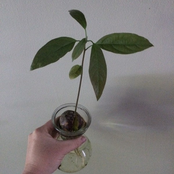 Avocado tree / sprouted avocado seed / avocado pit