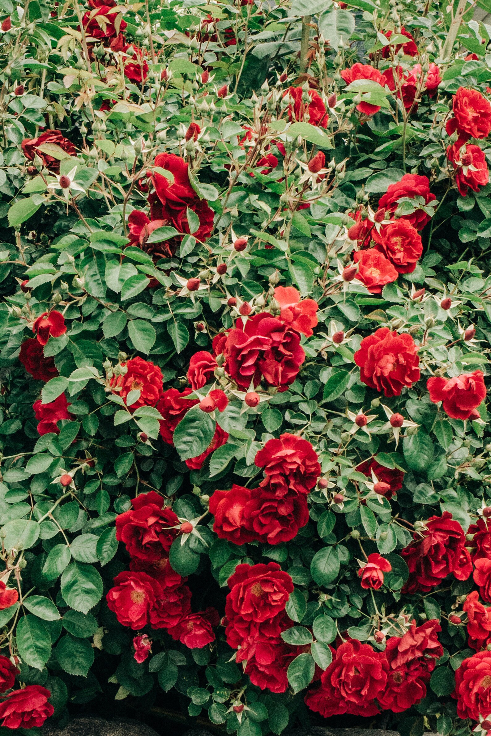 INSTANT DOWNLOAD PRINT Red Floral Art Print Nature Print Etsy