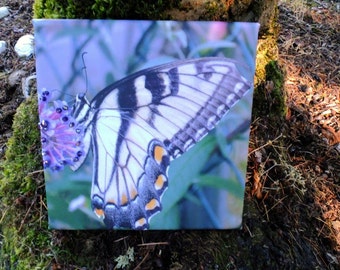 Butterfly Canvas Print, Canvas Art, Butterfly Wall Art, Butterfly Nursery Decor, Canvas Wall Art, Butterfly Print, Butterfly Decor