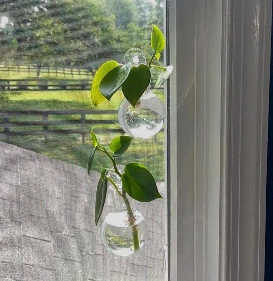 Plant Propagation Station Window Shower Water Flower Bulb Vase Indoor Hanging Planter with Suction Cup