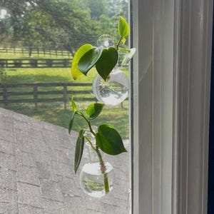 May include: Two clear glass propagation vases with green leafy plants suspended in front of a window. The vases are filled with water, and the plants have heart-shaped leaves. The background shows a green field and a wooden fence.