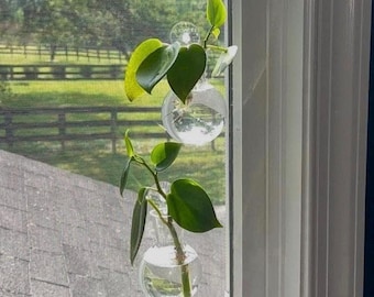 Plant Propagation Station Window Shower Water Flower Bulb Vase Indoor Hanging Planter with Suction Cup