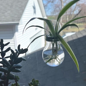 Mini Plant Propagation Station Window w/ Green Twine Boho Water Bulb Vase Indoor Hanging Planter with Suction Cup