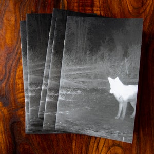 The Wild Night - A photo zine