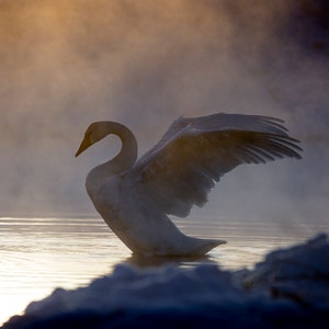 Kelly Trumpeter Swan