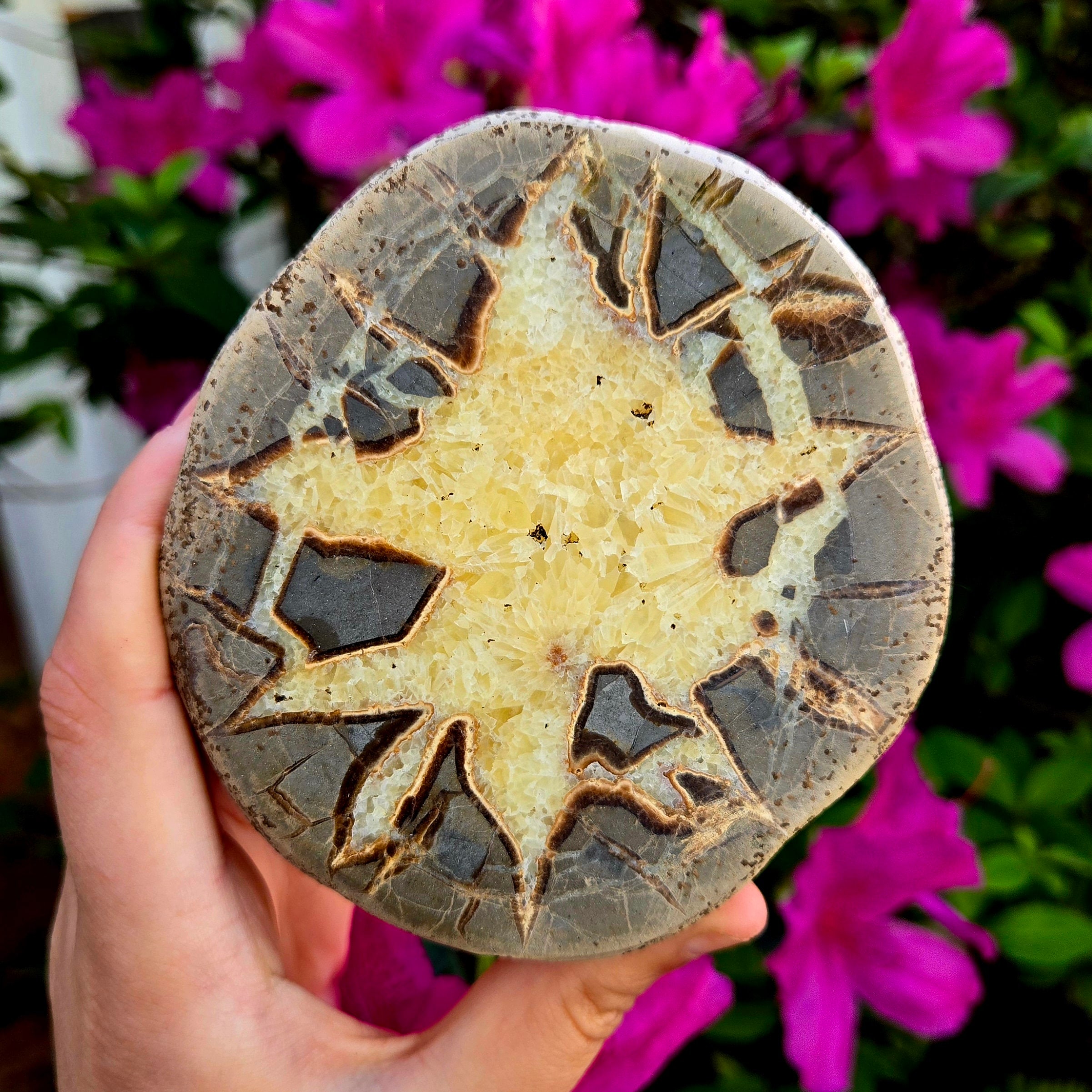 Septarian "Dragon Stone" Natural semi polished Large Metaphysical Healing Crystal Gemstone geode