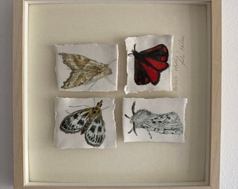 Framed Moth Collection - hand drawn Moths on porcelain shadow mounted in a square box frame.