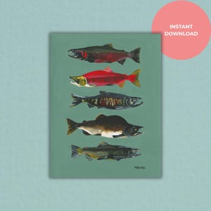 Impresión de salmón del Pacífico: Ilustración de pez desovando (descarga digital)