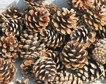 500 Ponderosa Pine Cones , Pinecones, Craft Supplies, Home Decor, (2"-5" Tall) Wedding Decor, 100% Organic, Pine Cone Arts And Crafts