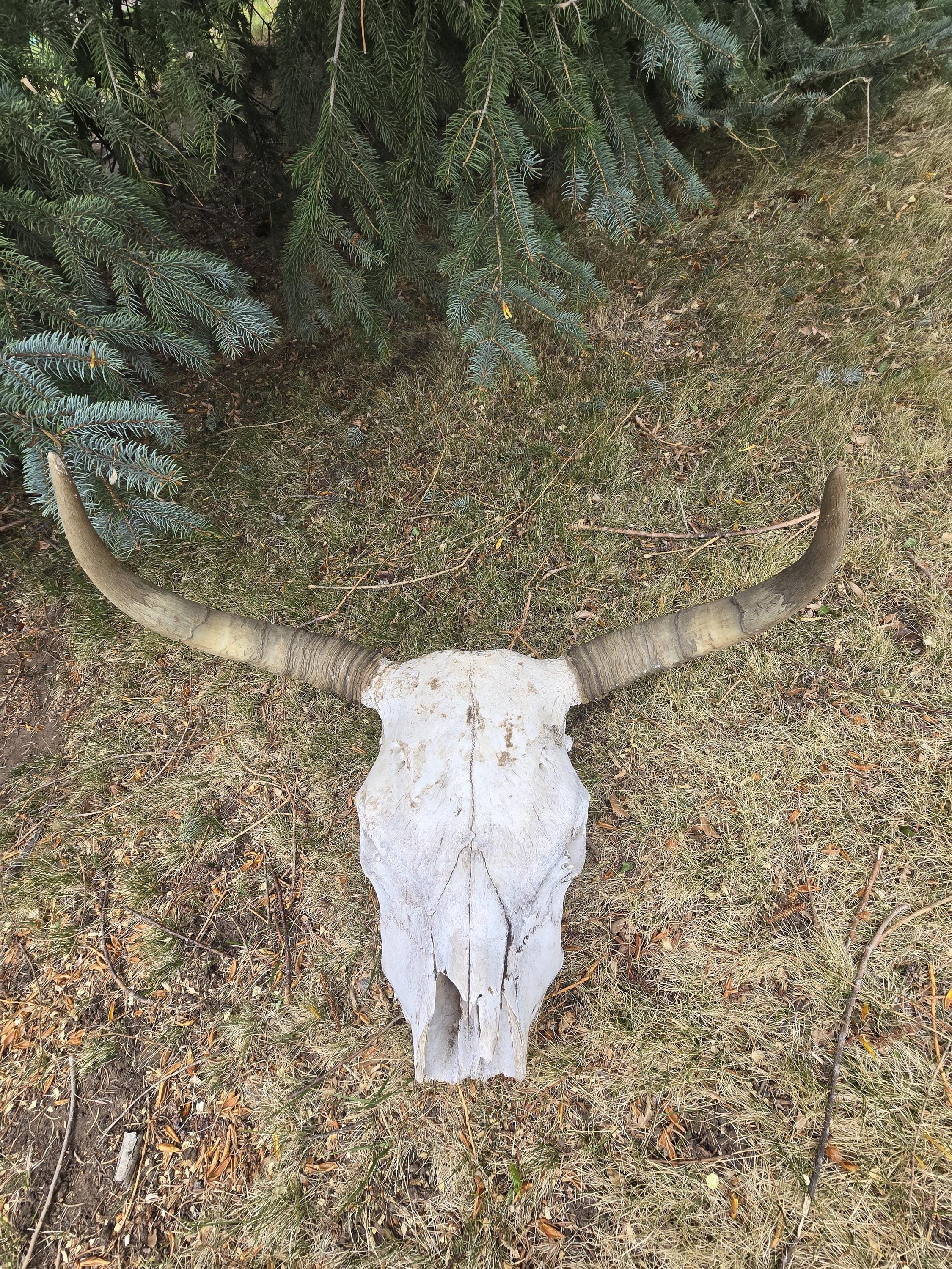 Cuernos De Demonio Desmontable - Mortis Draco