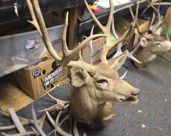 Large Mule Deer Taxidermy Shoulder Mount | Brown Mule Deer Antlers | Deer Antler Decor
