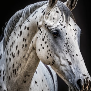 Impression téléchargement numérique Appaloosa Horse | Photographie de cheval | Idées cadeaux pour amateurs de chevaux | Décoration d&#39;intérieur occidentale
