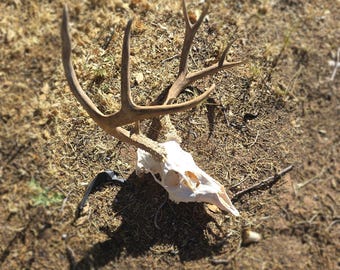 Real Deer Skull Brown Antlers. Weird Rare Taxidermy European Mount, Vintage, Home Decor. Rustic Deer Antler, Real Animal Skull, Oddities