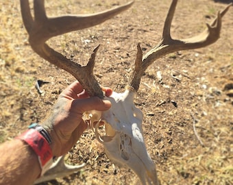 Real Coues Deer Antler Skull, Rustic Home Decor