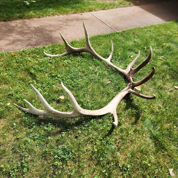Elk Antler Etsy