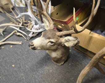 Mule Deer Taxidermy Shoulder Mount | Brown Mule Deer Antlers | Deer Antler Decor