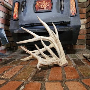 Crazy NONTYPICAL Deer Antler Whitetail Deer Antler, Real Animal Bones; Log Cabin Decor, Home Decor, Rustic Deer Antler Decor, Crafts