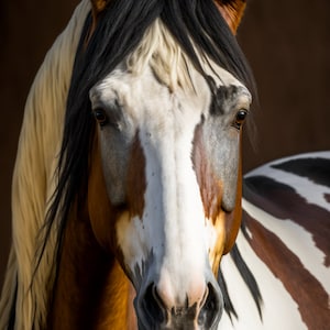 Impression téléchargement numérique Appaloosa Horse | Photographie de cheval | Idées cadeaux pour amateurs de chevaux | Décoration d&#39;intérieur occidentale