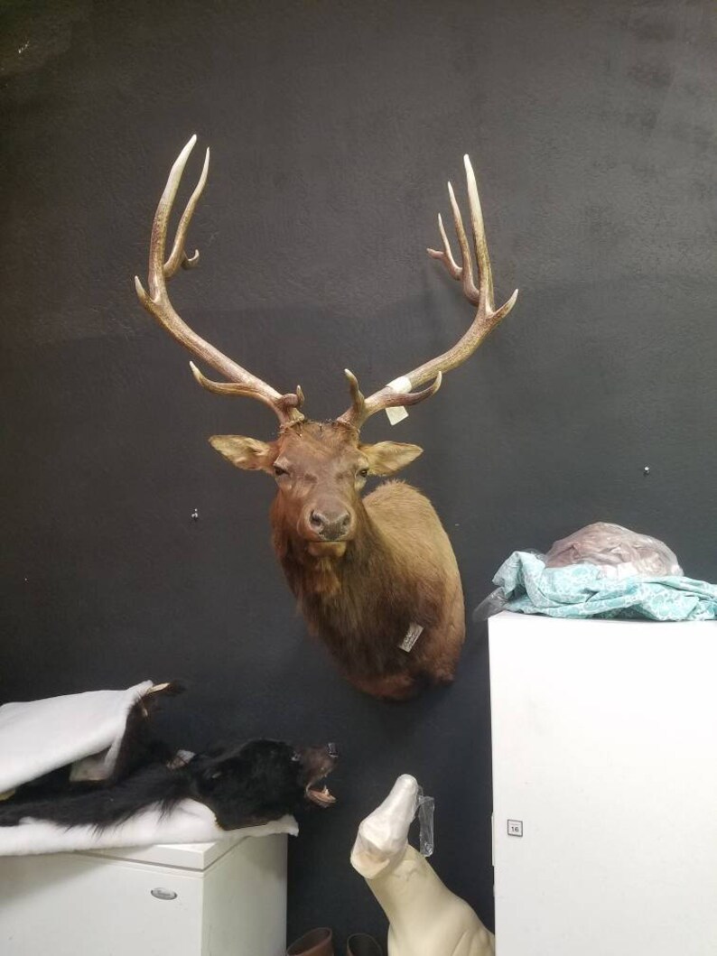 elk antlers elk antlers