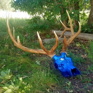 Real Elk Skull Antlers, Antler Set, Painted Skulls, Real Animal Skull, Western Decor, Rustic Deer Antler, Log Cabin Decor, Home Decor
