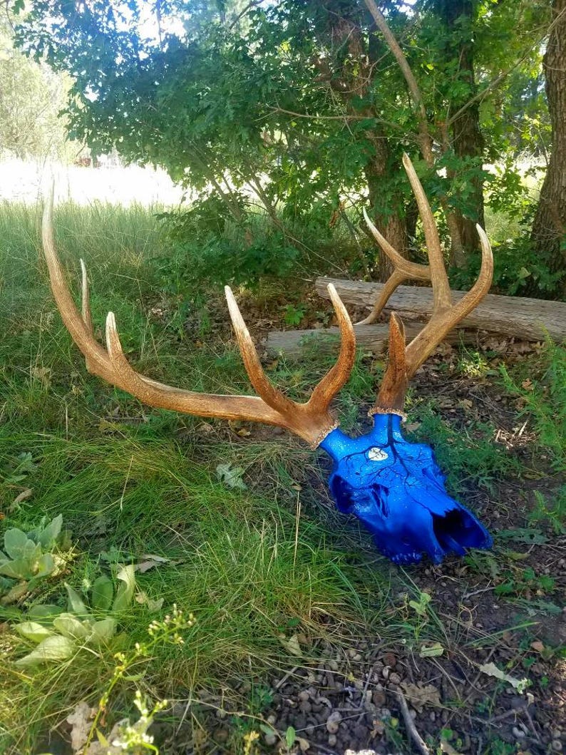 Real Elk Skull Antlers, Antler Set, Painted Skulls, Real Animal Skull