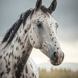 Impression téléchargement numérique Appaloosa Horse | Photographie de cheval | Idées cadeaux pour amateurs de chevaux | Décoration d&#39;intérieur occidentale