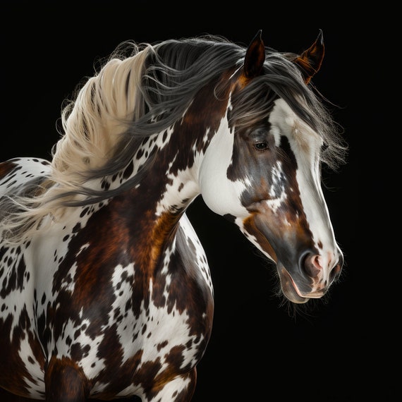 Appaloosa Horse Digital Download Print Horse Photography 