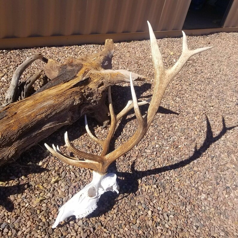 HUGE Real Elk Skull Antler SET Shed Antlers Matching Pair Etsy