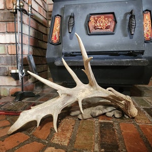 Crazy NONTYPICAL Deer Antler Whitetail Deer Antler, Real Animal Bones; Log Cabin Decor, Home Decor, Rustic Deer Antler Decor, Crafts