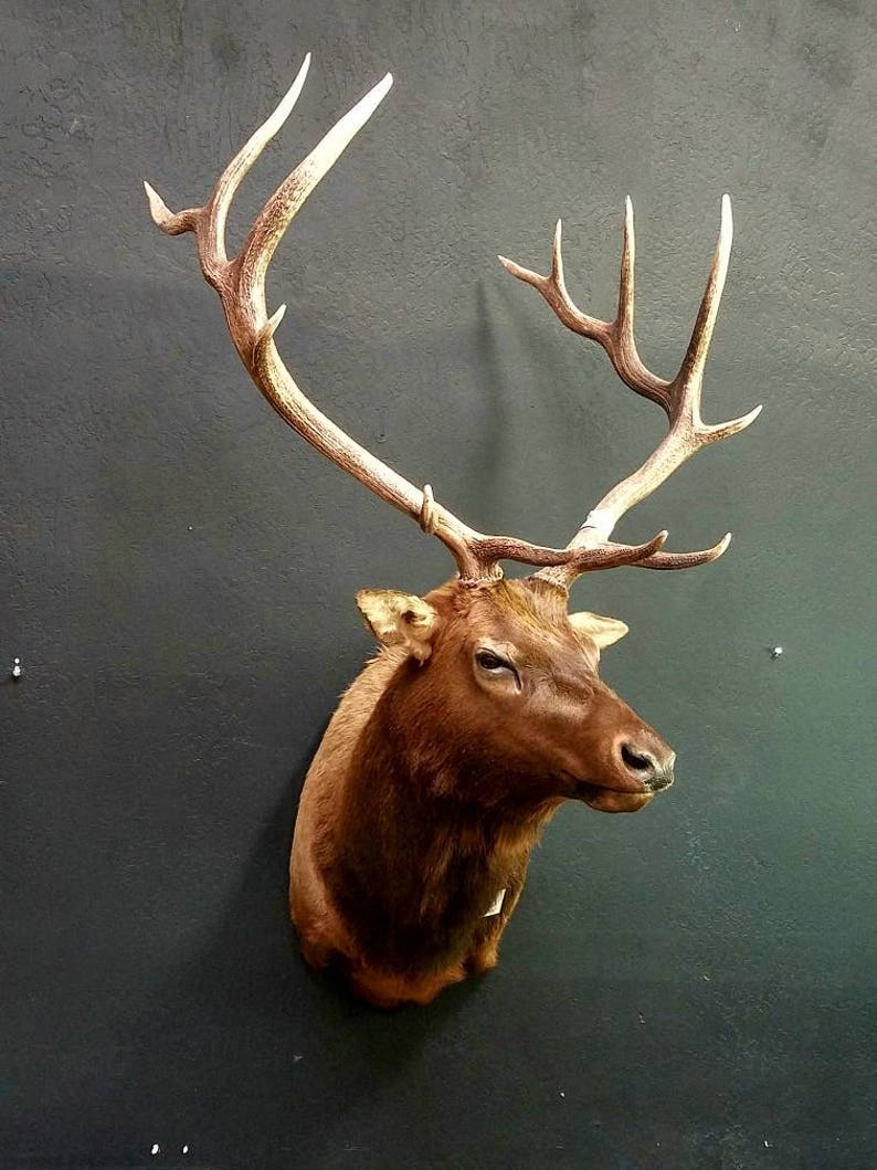 Animal Taxidermy Bull Elk Mount Antlers NEW Vintage Decor