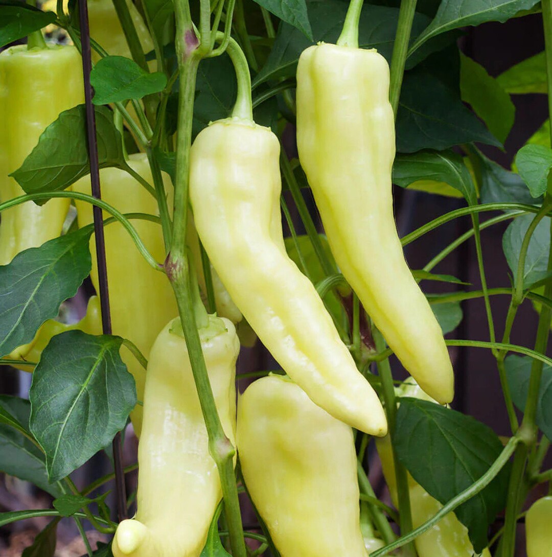 thumbnail interactive-video image 1 of Sweet Banana Pepper Seeds – 20 To 400 Seeds Heirloom Mild For Pickling Salads 1 of 3