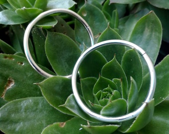 May include: Two silver hoop earrings on a bed of green succulent plants.