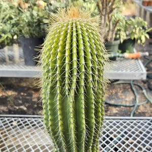 Neobuxbaumia polylopha * Cactus in 8" Pot * White Flowers * Native to Mexico * Weird Plant * Grown from Seed * Winter Hardy