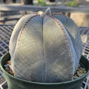 Astrophytum myriostigma 2 * Cactus in 6" Pot * Bishop's Cap Cactus * Yellow Flowers * Easy Care * Weird Plant * Large Cactus