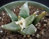 Ariocarpus trigonus Star Cactus Succulent in 4 quot Pot Cream and Green Weird Plant Seven Star Cactus Yellow Flower Living Rock
