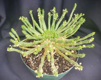 Euphorbia caput-medusae hybrid * Medusa Head * African Succulent in 8" pot * Live Succulent * Tuberous Root * Weird Plant * Collector Plant