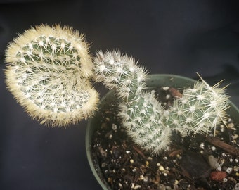 CRESTED *** Opuntia clavata * Succulent in 5" Pot * Angry Cactus * Live Succulent Plant Weird Plant * Very Prickly Cactus * Easy to Care For