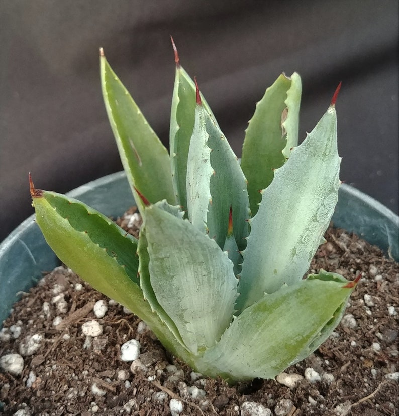 Live Succulent in 4 Pot Small Agave Collectible Weird Plant Agave potatorum cv Unusual Agave Cubic #2* Beautiful Rosette Shape