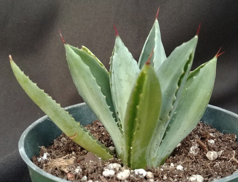 Live Succulent in 4 Pot Small Agave Collectible Weird Plant Agave potatorum cv Unusual Agave Cubic #2* Beautiful Rosette Shape
