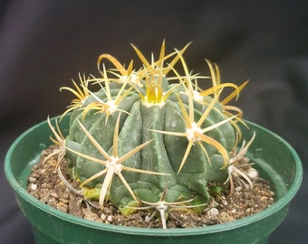 Echinocactus * Horse Crippler * Live Cactus in 5" Pot * Texas Native * Unusual Succulent * Pink Flowers * Easy Care * Weird Plant