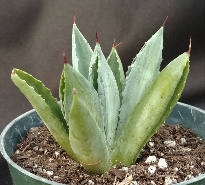 Live Succulent in 4 Pot Small Agave Collectible Weird Plant Agave potatorum cv Unusual Agave Cubic #2* Beautiful Rosette Shape