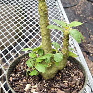 Dorstenia sp. * Odd Succulent with Alien Foot Exploding Flowers * Live Succulent * African Succulent * Weird Plant * Unusual Collectible