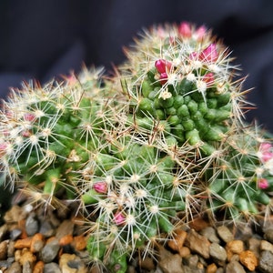 Mammillaria spinosissima monstrose * Succulent in a 5" Pot * Live Unusual Succulent * Weird Plant * Monstrose Cactus * Freak of Nature