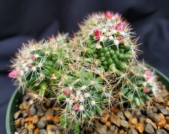 Mammillaria spinosissima monstrose * Succulent in a 5" Pot * Live Unusual Succulent * Weird Plant * Monstrose Cactus * Freak of Nature