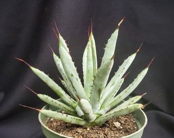 Agave macroacantha * Beautiful Rosette Shape * Live Succulent in 6" Pot * Weird Plant * Unusual Agave * Small Agave * Weird Plant