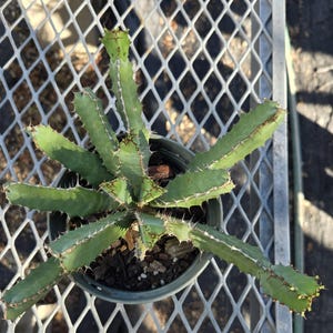 May include: A green succulent plant with multiple upright, ribbed stems featuring small, sharp thorns along the edges. The plant is potted in a dark container filled with soil and wood chips, viewed from directly above.