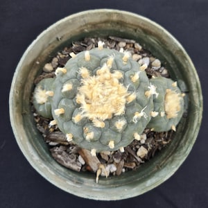 May include: A top-down view of a green, multi-lobed cactus planted in a round plastic pot. The cactus features a central cluster of soft, light-colored, woolly tufts and small, sparse spines on its segmented surface. The soil is covered with wood chips.